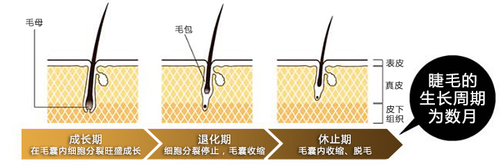 睫毛的生长周期